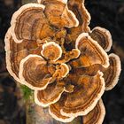 Schmetterlingstramete - Trametes versicolor