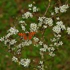 Schmetterlingstraumtage 31.3.14