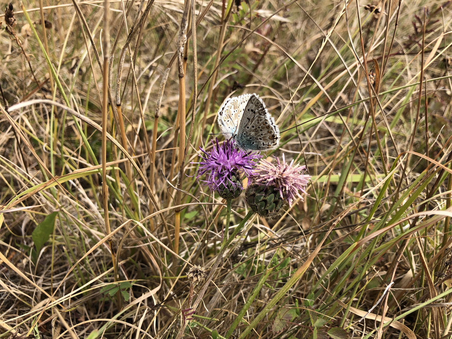 Schmetterlingstreffen 