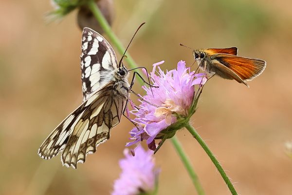 Schmetterlingstreffen