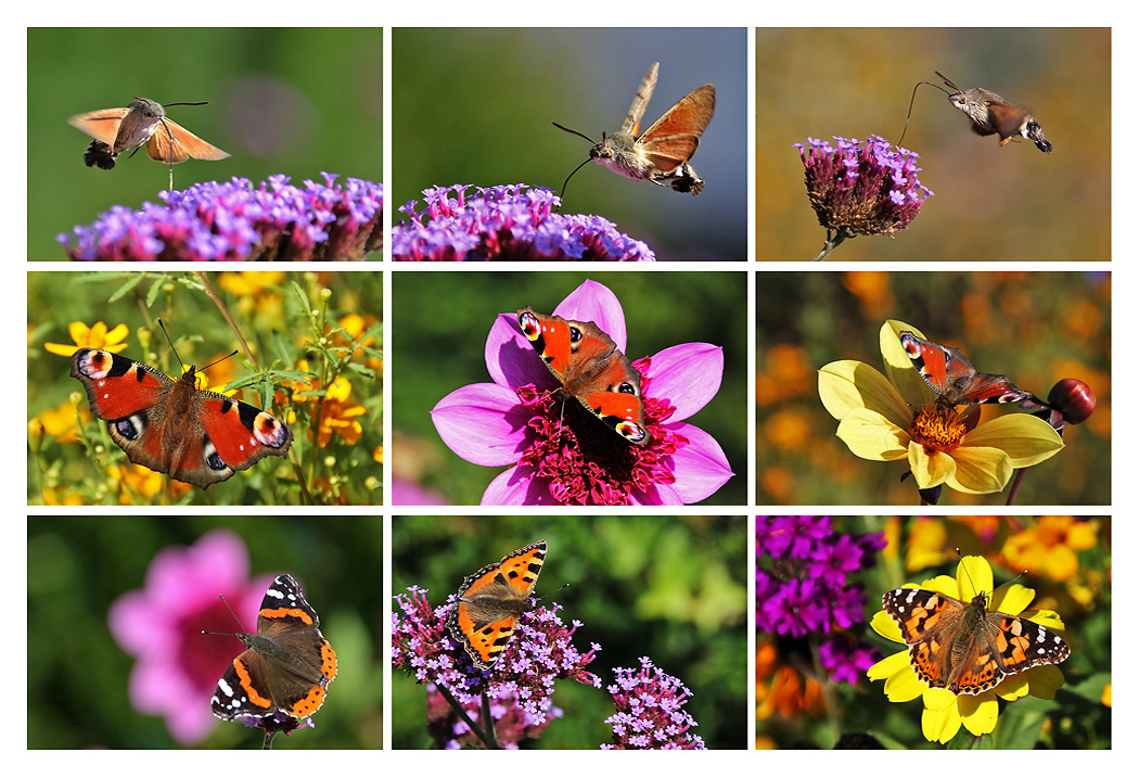 Schmetterlingstreffen im Oktober