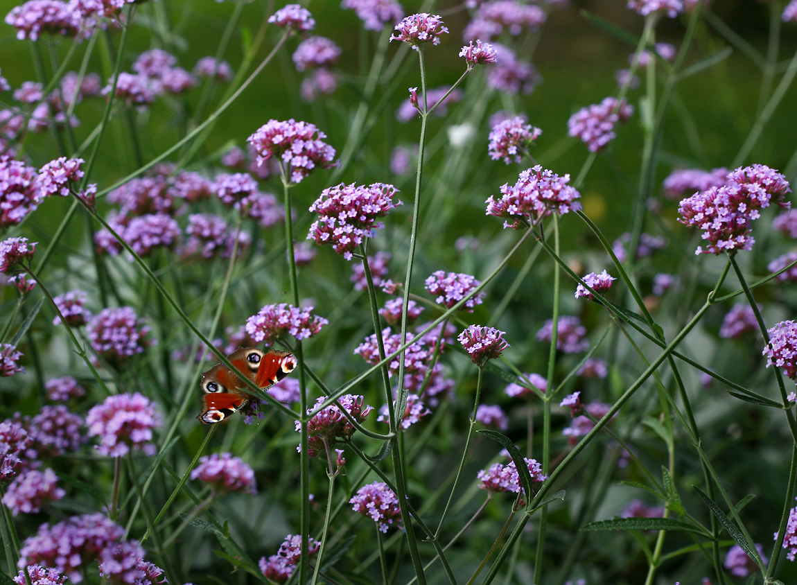 Schmetterlingsuchbild