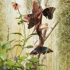 Schmetterlingsversammlung