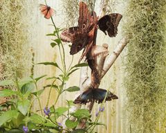Schmetterlingsversammlung