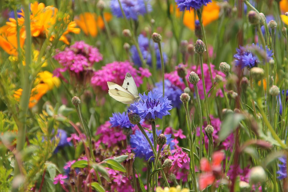 Schmetterlingswiese Foto & Bild pflanzen, pilze & flechten, blüten