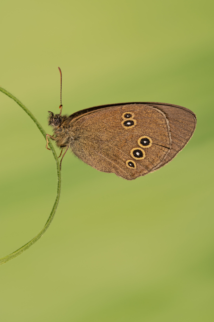 Schmetterlingszeit 2 ( Brauner Waldvogel  (Aphantopus hyperantus)) 