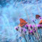 Schmetterlingszeit