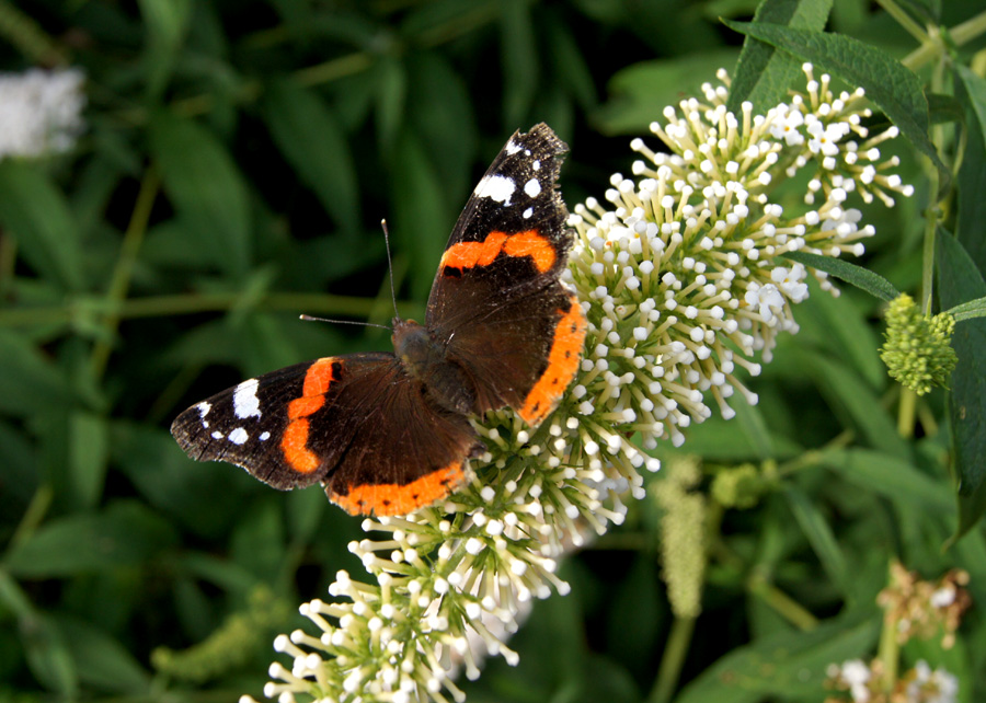 Schmetterlingszeit