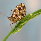 Schmetterlingszeit:  Braunfleckiger Perlmuttfalter