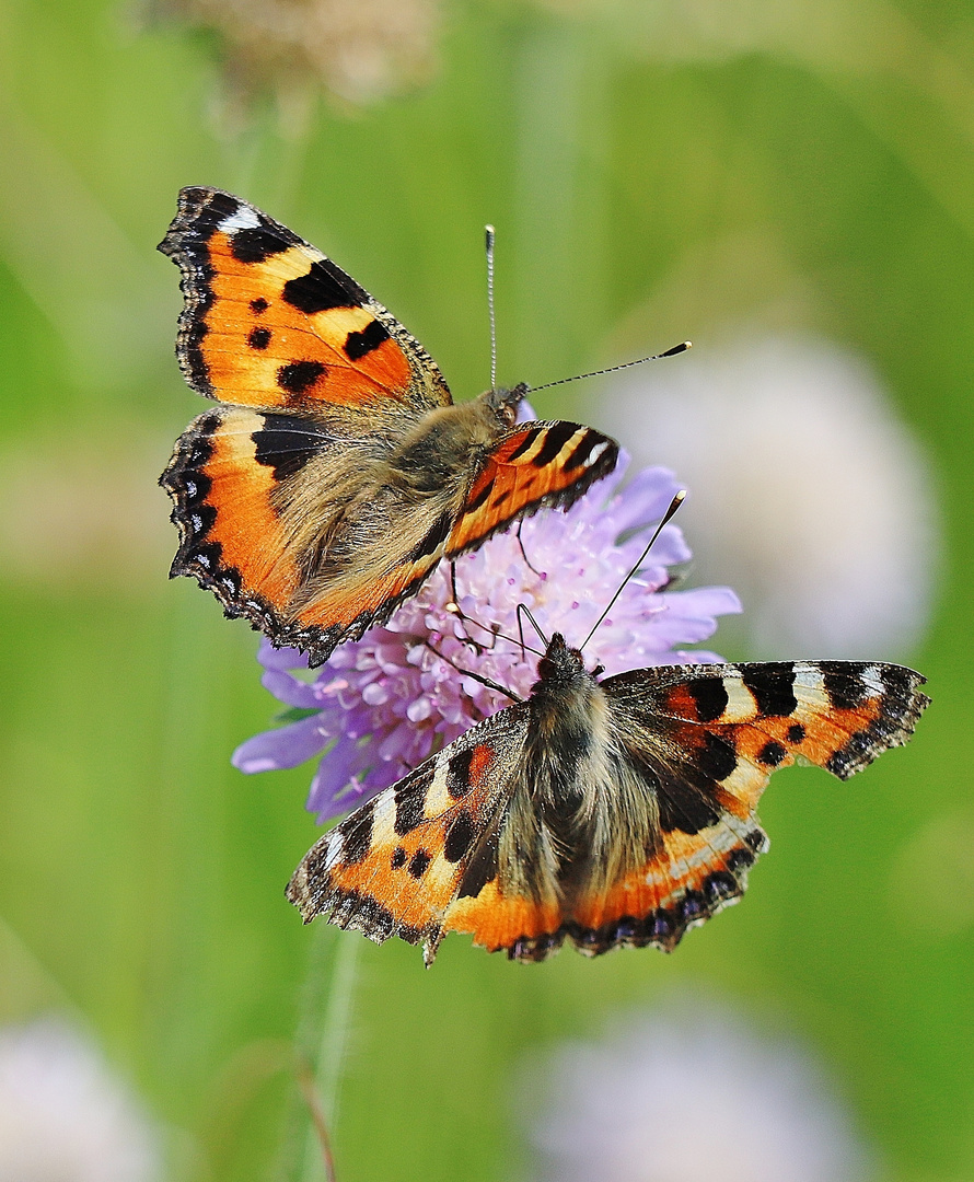 Schmetterlingszeit im Nordschwarzwald