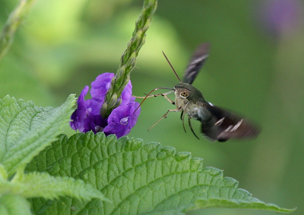 schmetterling/tagfalter oder sonst ein ausserirdischer !!