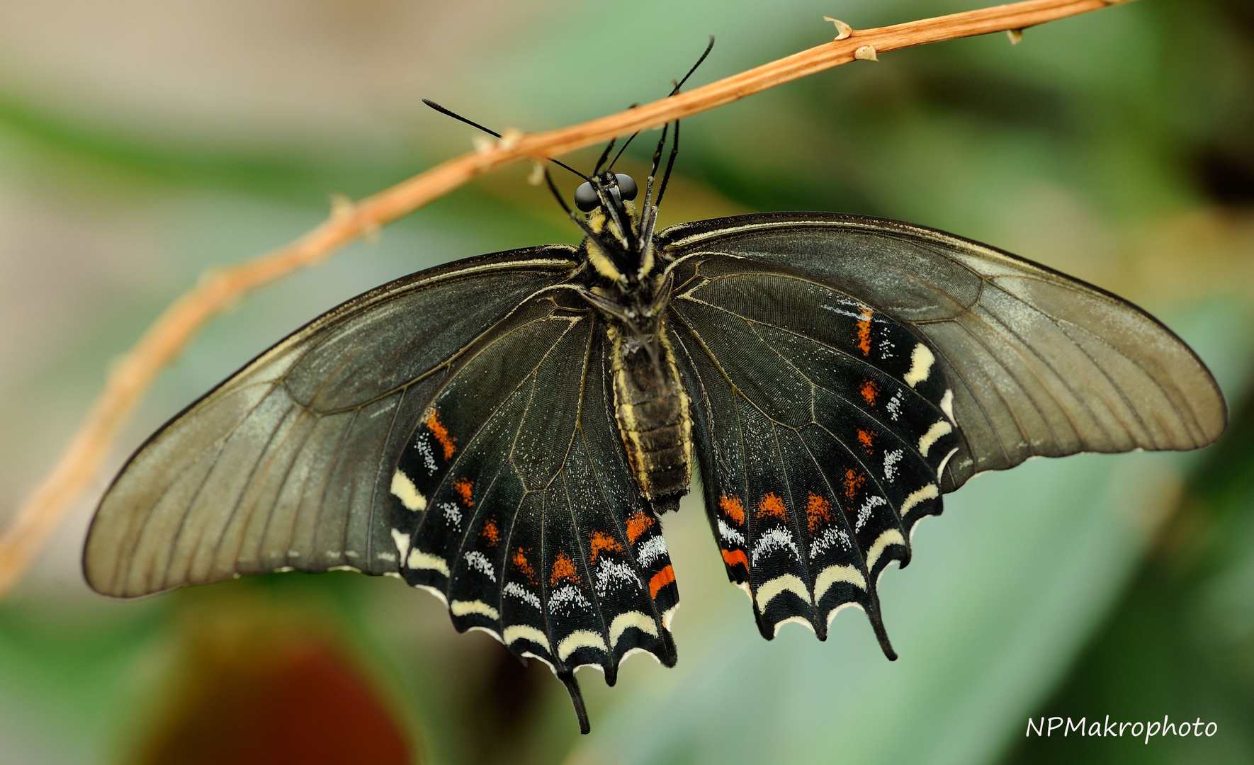 Schmetterling_Tropen