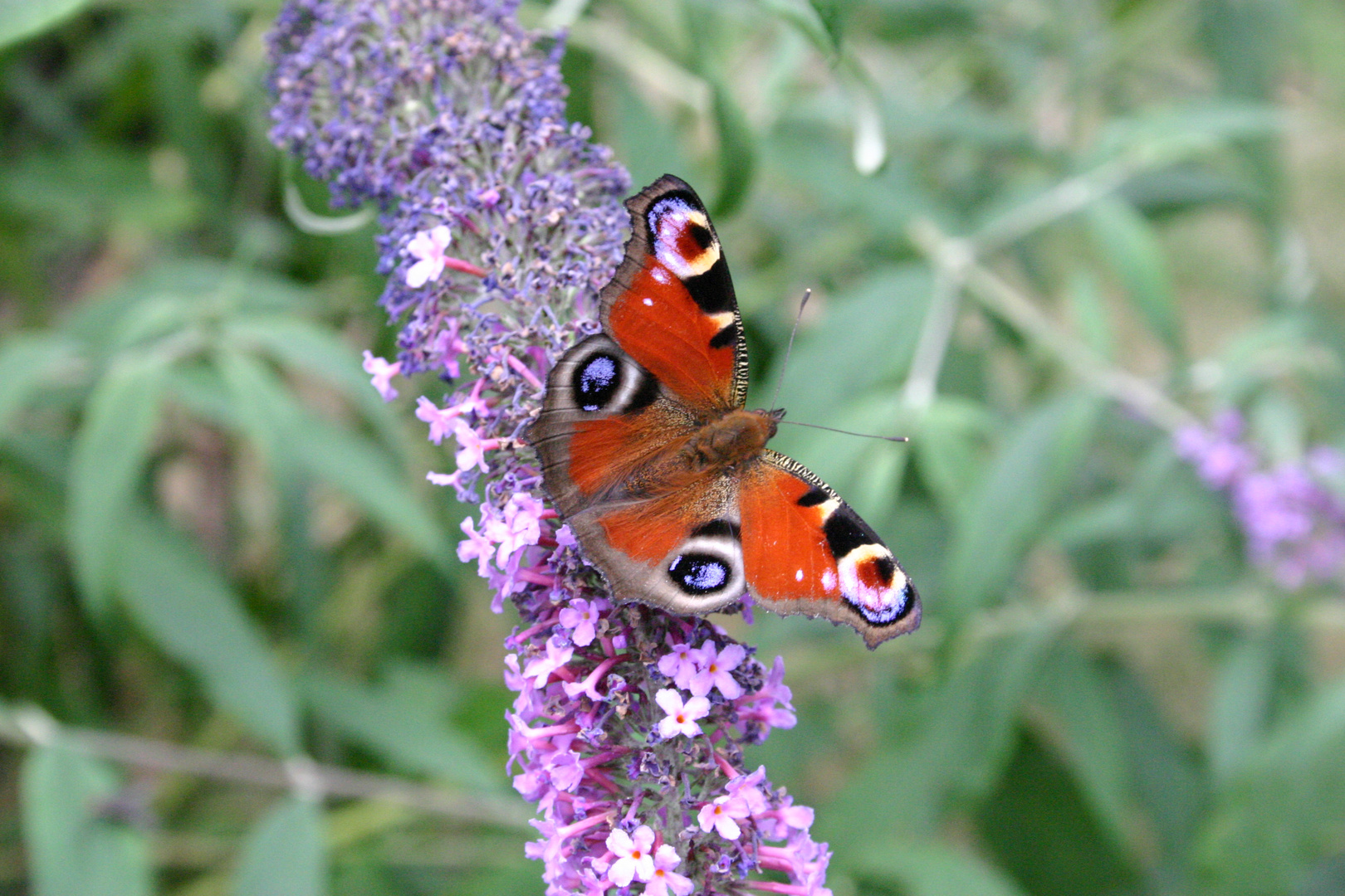 Schmetterling(und)Flieder