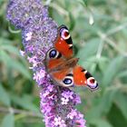 Schmetterling(und)Flieder