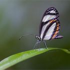 schmetterling_venezu_2