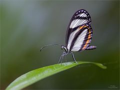 schmetterling_venezu_2