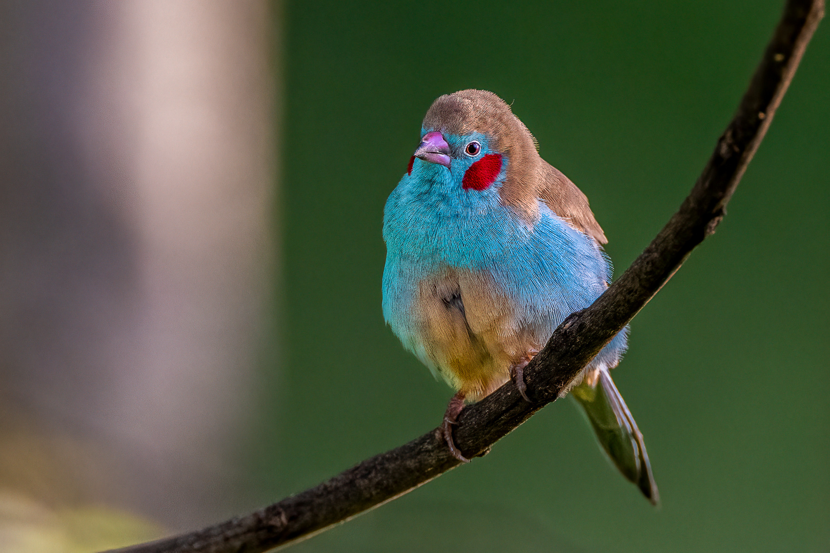 Schmetterlinksfink (Red-cheeked Cordonbleu)