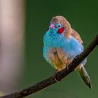 Schmetterlinksfink (Red-cheeked Cordonbleu)