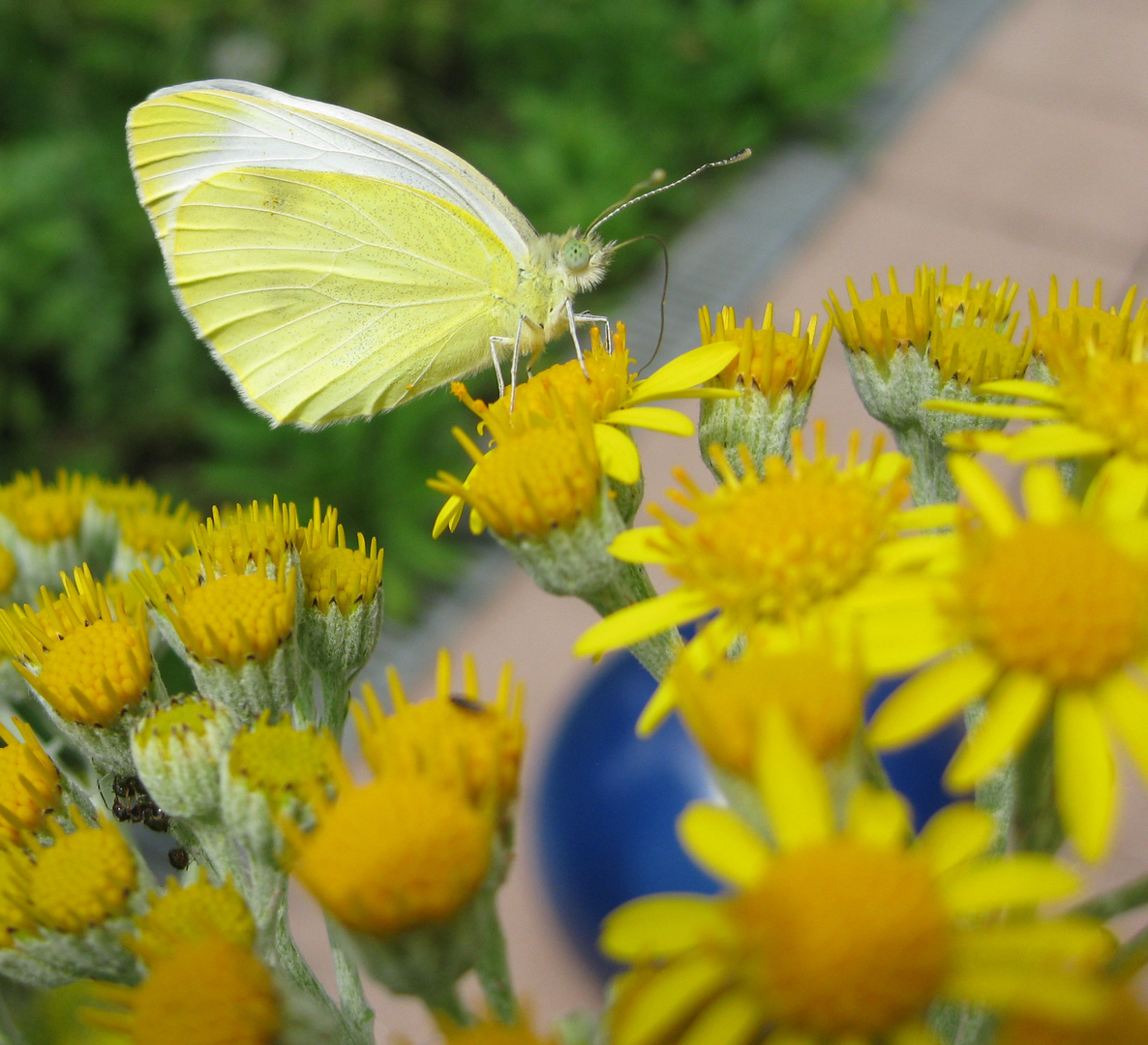 Schmetterlling, 25.06.2021