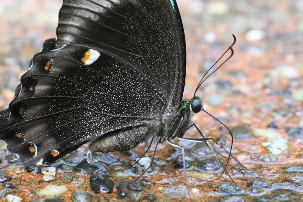 Schmettervogel