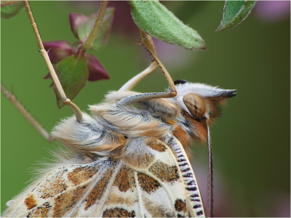 Schmettiportrait