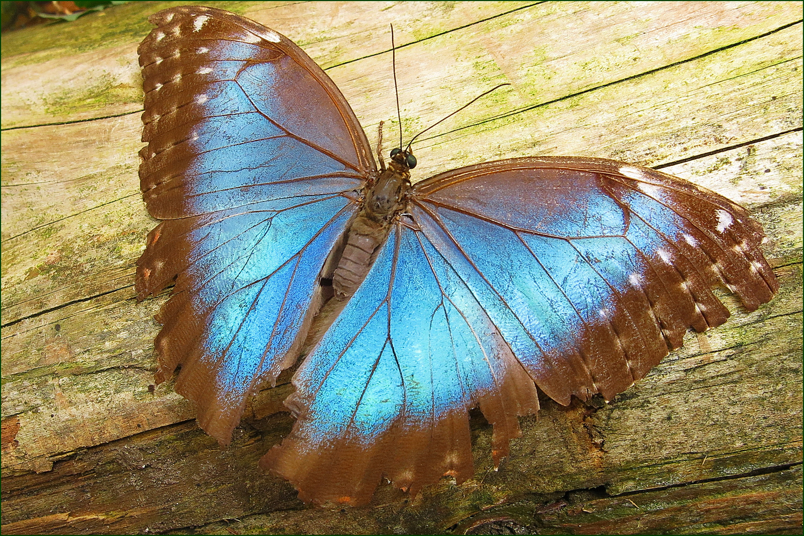 Schmettling im Gewächshaus im Botanischen Garten Kiel