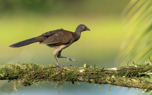 °°_Schmidtchenschleicher_°°