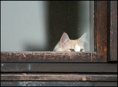 Schmidts Katze sieht NachbarsLumpi kommen