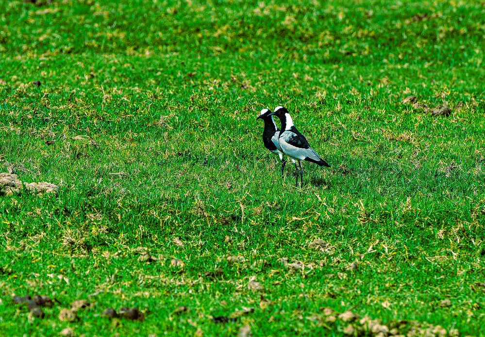 Schmiede- oder Waffenkiebitz.........DSC_4244