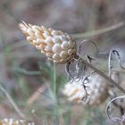 Schmiedearbeit der Natur