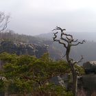 Schmilkaer Kessel im Elbsandsteingebirge