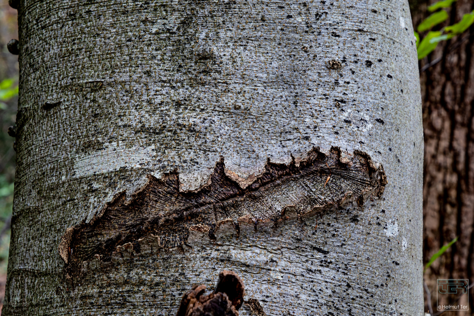 Schmiss, Foto & Bild park, marode, wald Bilder auf