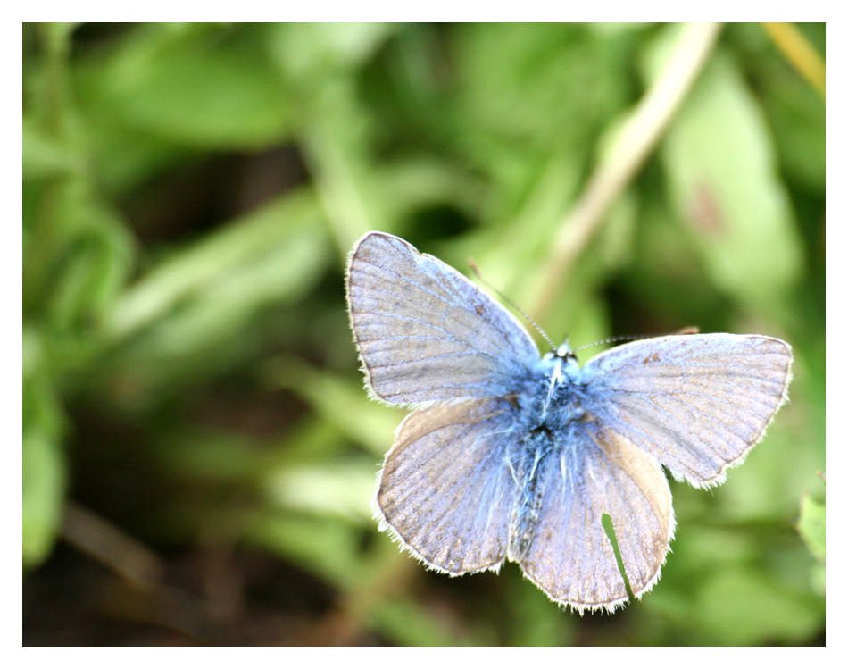 Schmmetterling