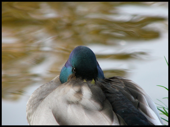 Schmollende Ente