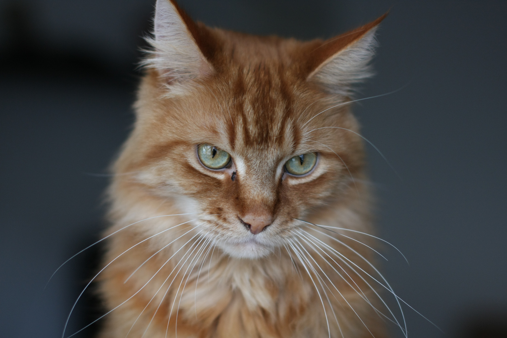 Schmollende Maine Coon