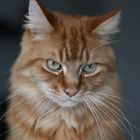 Schmollende Maine Coon