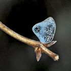  Schmuck den wir im Herzen tragen können! - Un bijou offert par la nature!