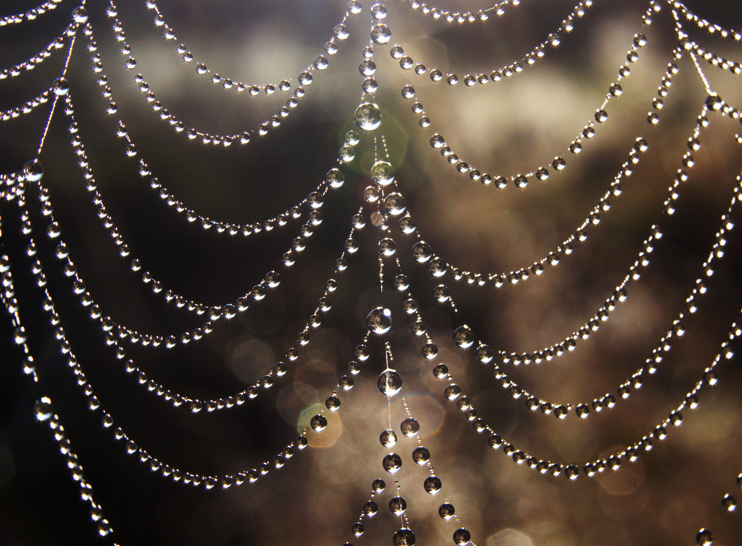 Schmuck der Natur