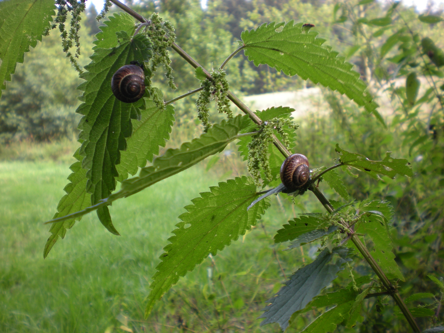 Schmuck der Natur