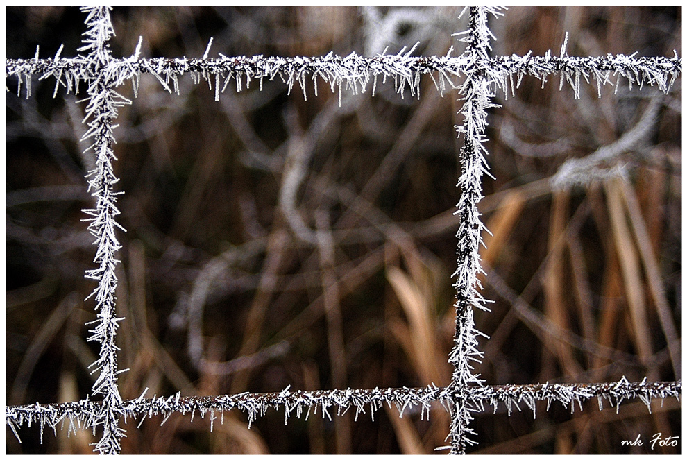 Schmuck des Winters