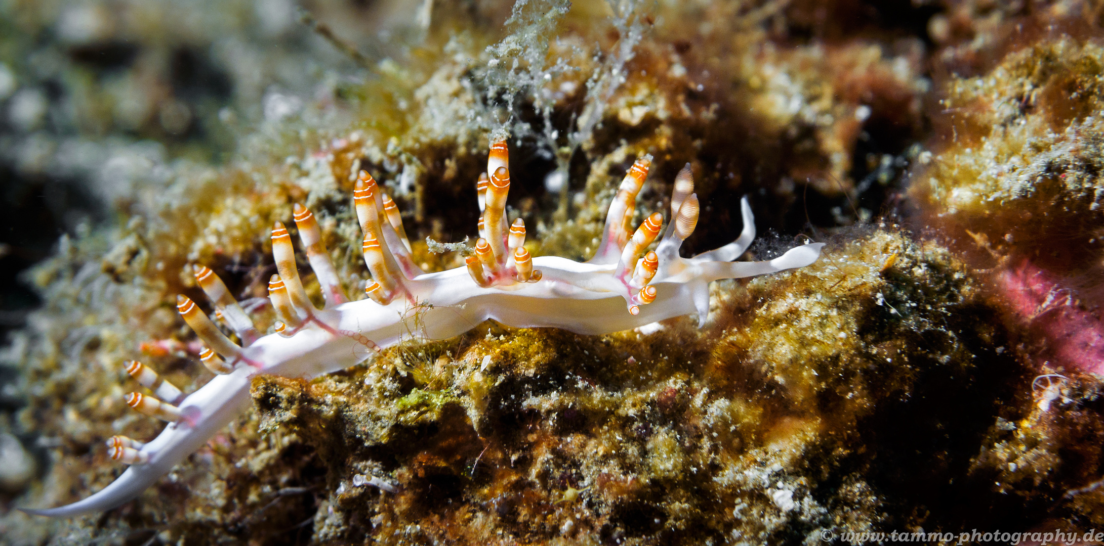 Schmuck-Fadenschnecke