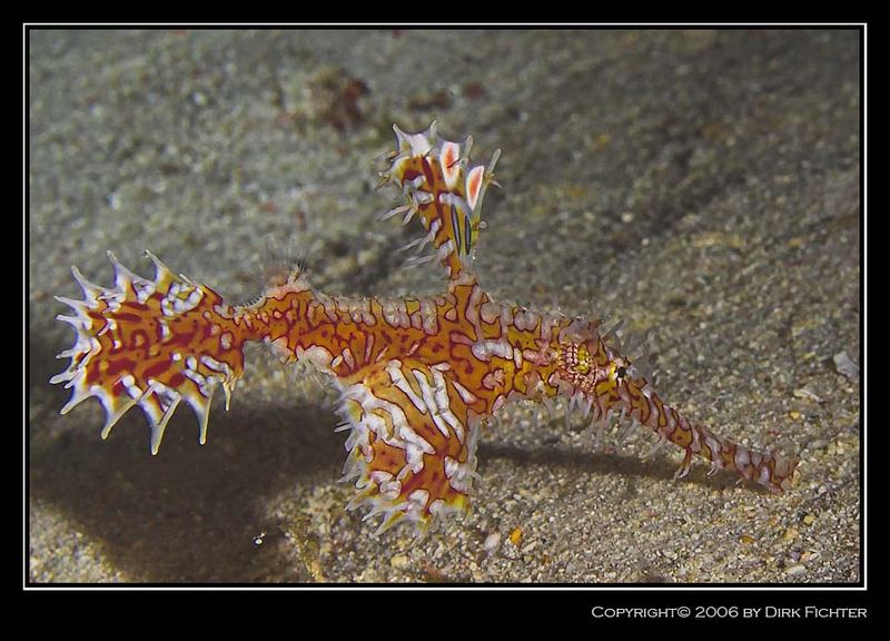 Schmuck Geisterpfeifenfisch