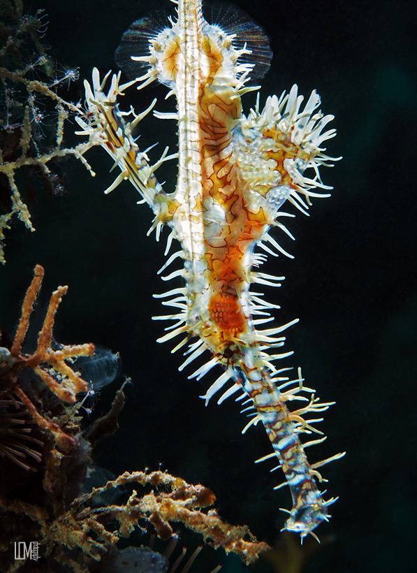 Schmuck-Geisterpfeifenfisch