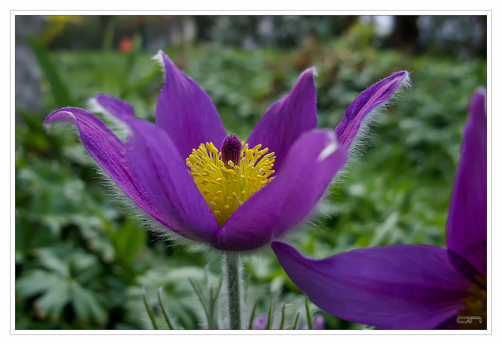 Schmuck im Garten