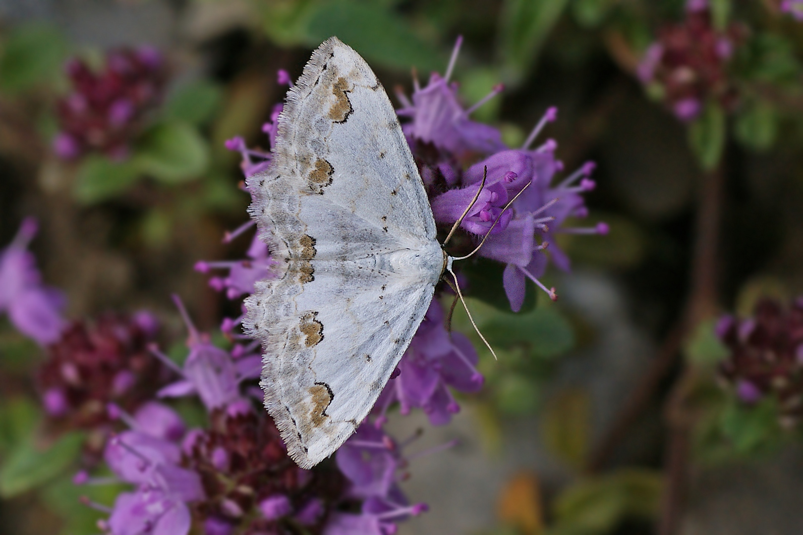 Schmuck-Kleinspanner (Scopula ornata)