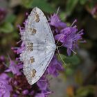 Schmuck-Kleinspanner (Scopula ornata)