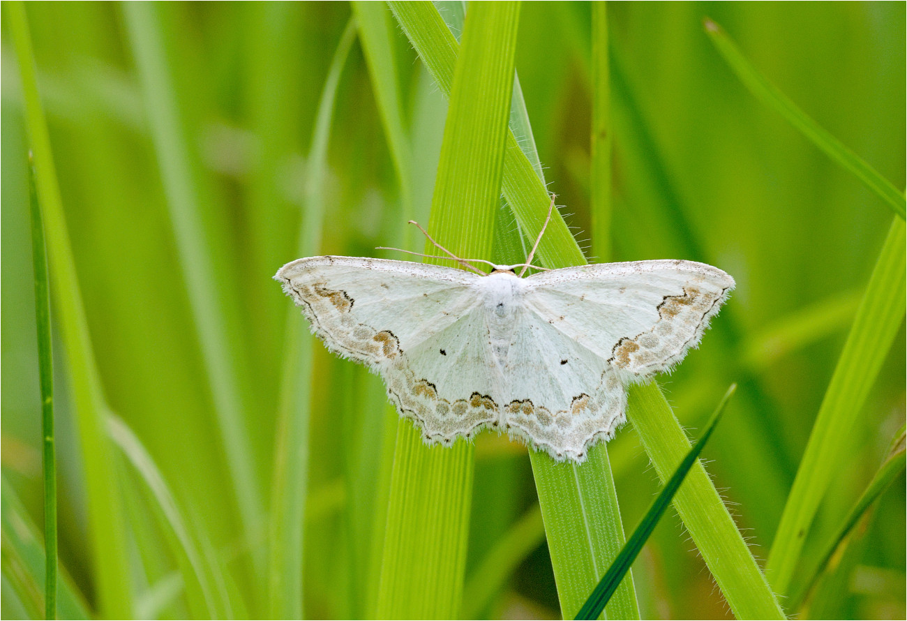 Schmuck-Kleinspanner (Scopula ornata)