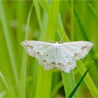 Schmuck-Kleinspanner (Scopula ornata)