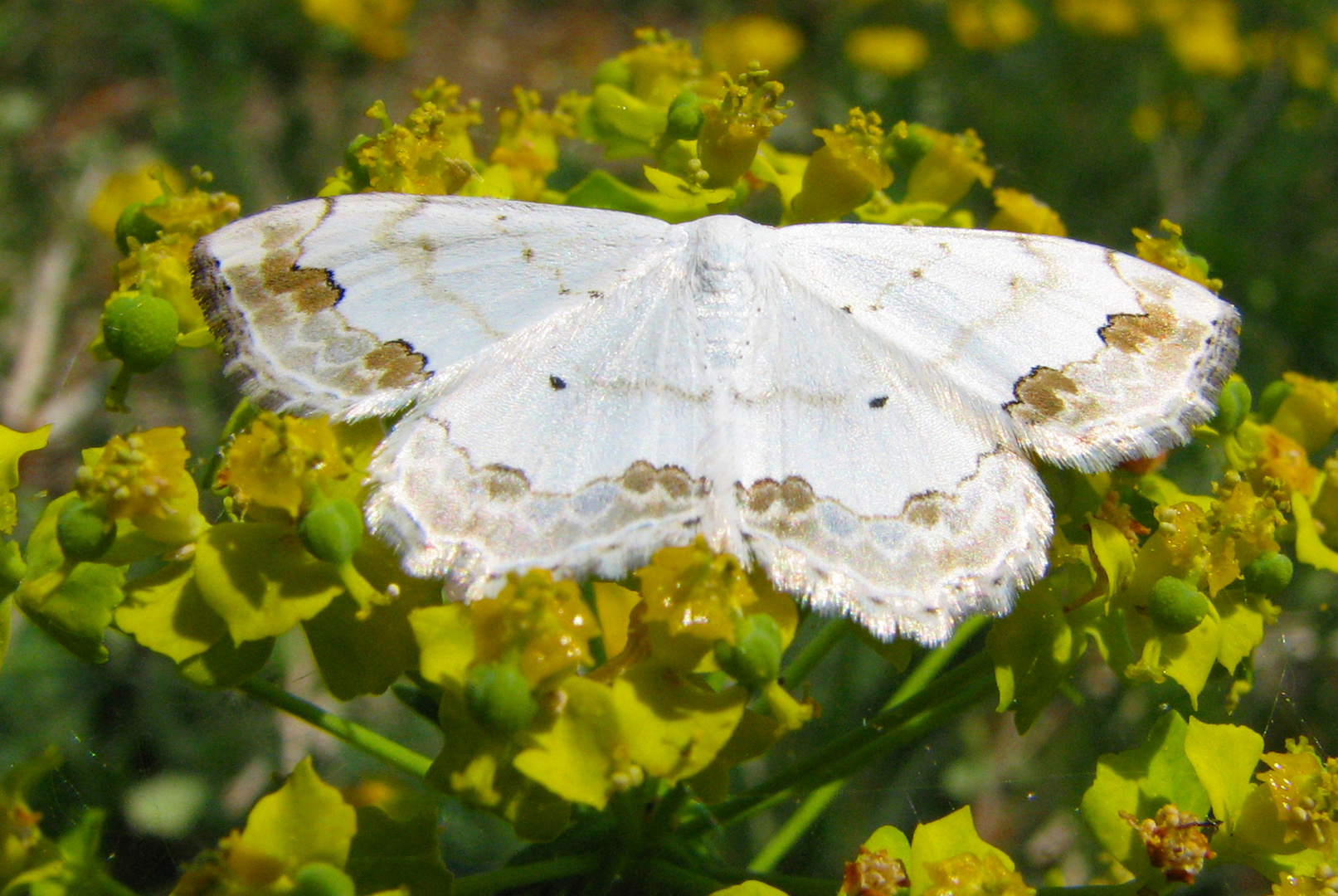 Schmuck-Kleinspanner (Scopula ornata)