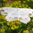 Schmuck-Kleinspanner (Scopula ornata)